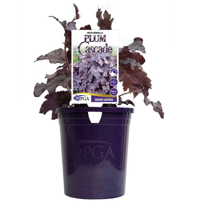140mm Heucherella Plum Cascade