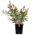 140mm Bottlebrush Kings Park Special - Callistemon viminalis Citrinus
