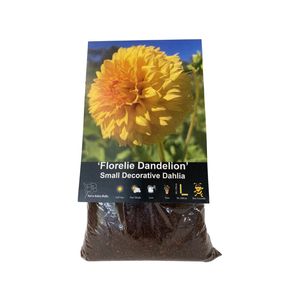 Yarra Valley Bulbs Dahlia Florelie Dandelion - 1 Pack