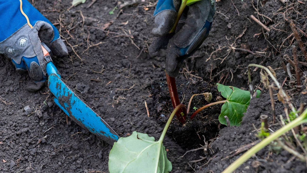 Two gloved hands, one holding a spade, planting in soil.