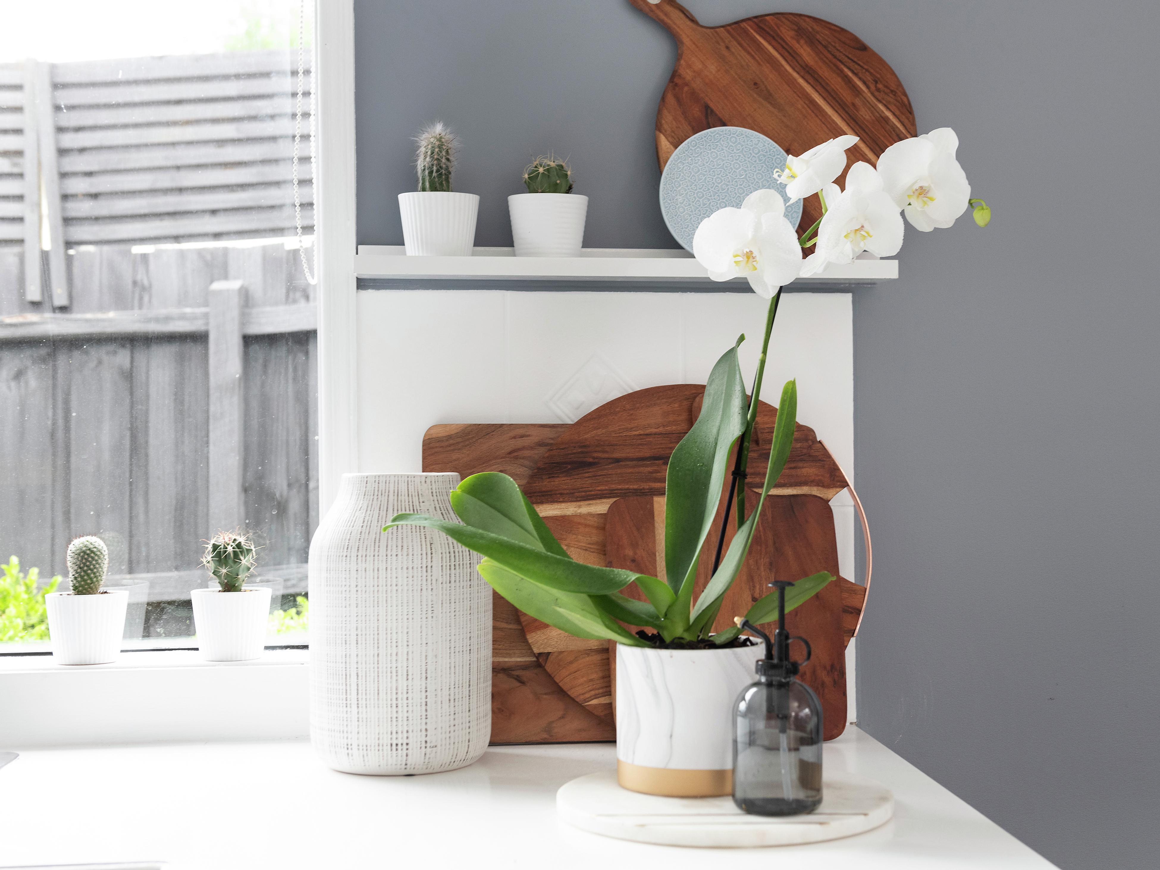 How To Plant Grow And Prune An Orchid Bunnings Australia