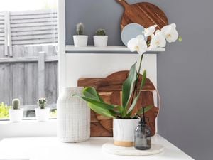 DIY Advice Image - How to plant, grow and prune an orchid. G Drive blob storage upload.