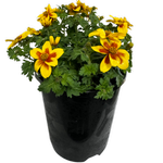 Plant-regal Passions Range 140mm Bidens Ferulifolia