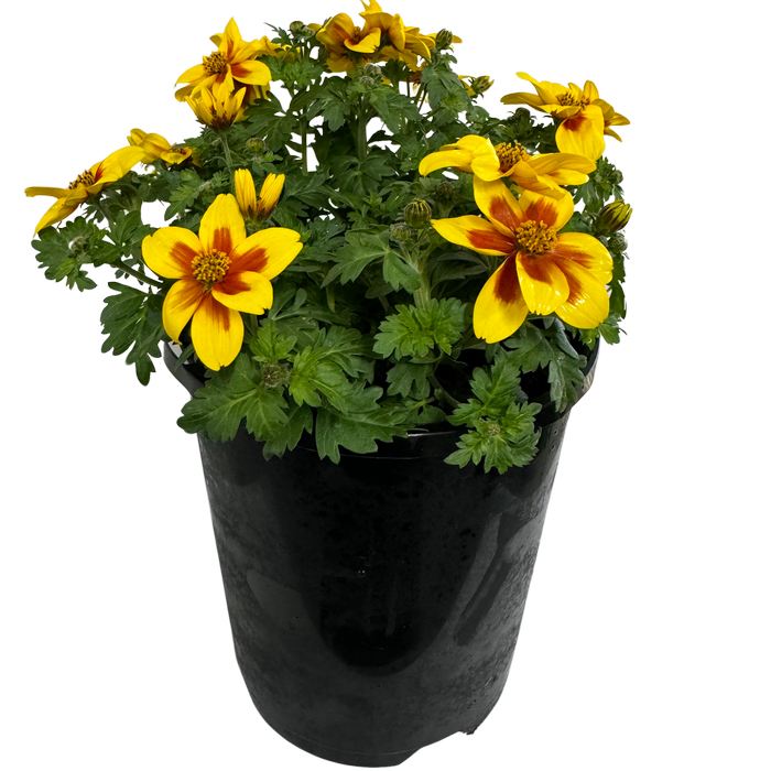 Plant-regal Passions Range 140mm Bidens Ferulifolia