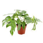 120mm Mini Monstera - Rhaphidophora tetrasperma