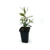 68mm Leptospermum Burgundy - Leptospermum morrisonii
