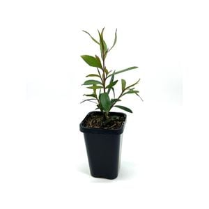 68mm Leptospermum Burgundy - Leptospermum morrisonii