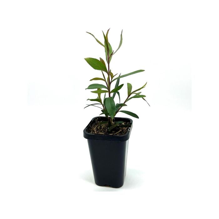 68mm Leptospermum Burgundy - Leptospermum morrisonii