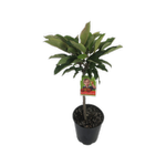 4.7L Apple Scallywag - Malus spp