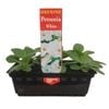 Punnet Petunia White - Gold Flower Range