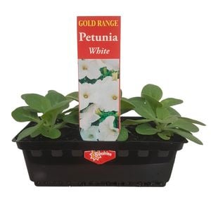 Punnet Petunia White - Gold Flower Range