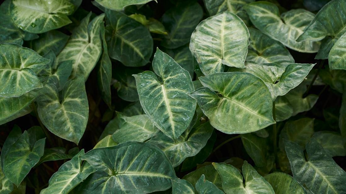Close up shot of syngonium leaves