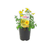 1.5L Colourwave Beedance Bidens Yellow - Bidens ferulifolia