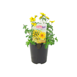 1.5L Colourwave Beedance Bidens Yellow - Bidens ferulifolia