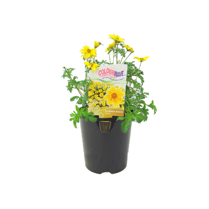 1.5L Colourwave Beedance Bidens Yellow - Bidens ferulifolia