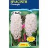Fiesta Flower Bulbs Hyacinth Carnegie - 3 Bulbs