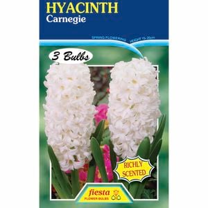 Fiesta Flower Bulbs Hyacinth Carnegie - 3 Bulbs