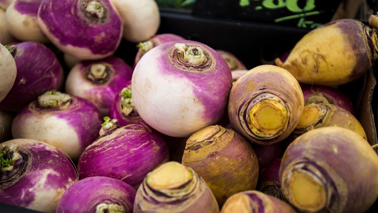 Close-up of swedes (vegetables)