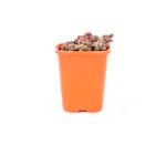 85mm Stonecrop - Sedum spurius Tricolour