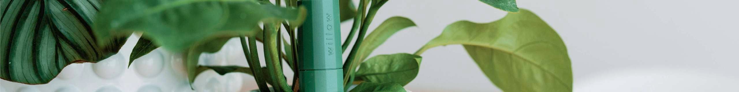 Plants by willow header image