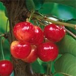 250mm Royal Rainier Cherry - Prunus spp