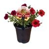 Gardening Solutionz 19cm Triple Treat BeautiCal - Petchoa BeautiCal