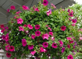 Hanging basket with hot pink perennials