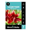 Bloomin' Bulbs Lilium Tiger Red Velvet - 1 Pack