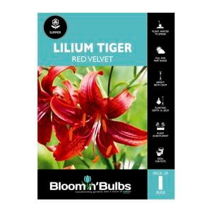 Bloomin' Bulbs Lilium Tiger Red Velvet - 1 Pack