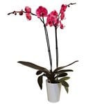 120mm Watercolour Pink Double Stem Orchid - Phalaenopsis