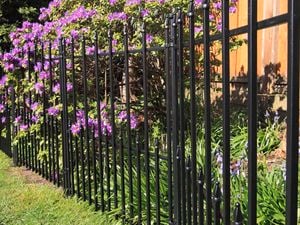 Lawn with a black metal fence, with pink flowers behind.