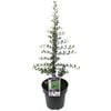 200mm Olive Bambalina - Olea europaea