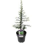 200mm Olive Bambalina - Olea europaea