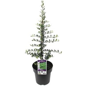 200mm Olive Bambalina - Olea europaea