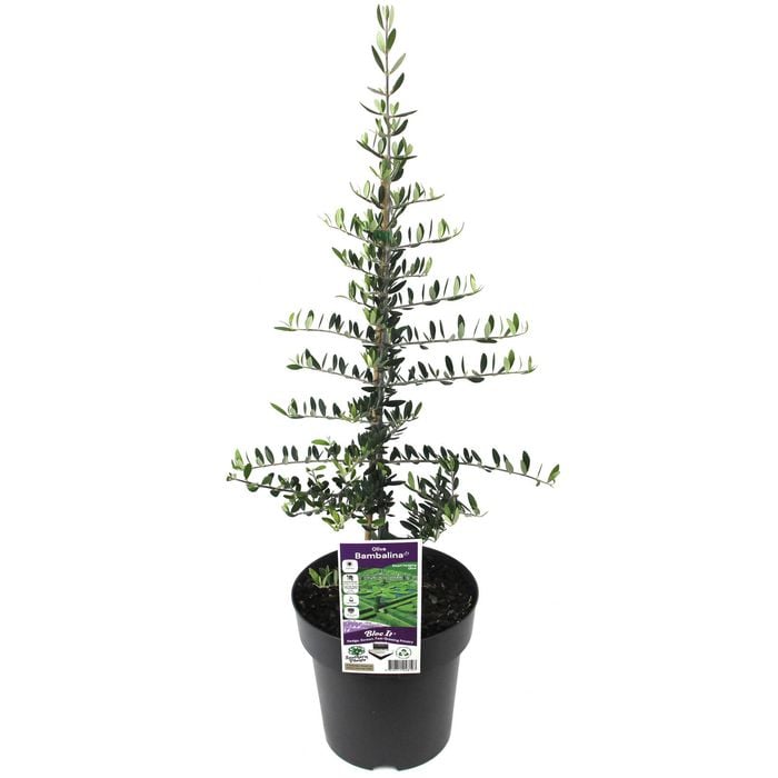 200mm Olive Bambalina - Olea europaea