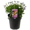 205mm African Daisy - Osteospermum Assorted