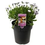 205mm African Daisy - Osteospermum Assorted