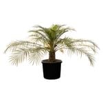 400mm Dwarf Date Palm - Phoenix Roebelenii