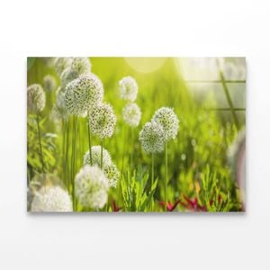 Beautiful White Allium Circular  Print 100% Australian Made 150 x 100cm  (Acrylic)
