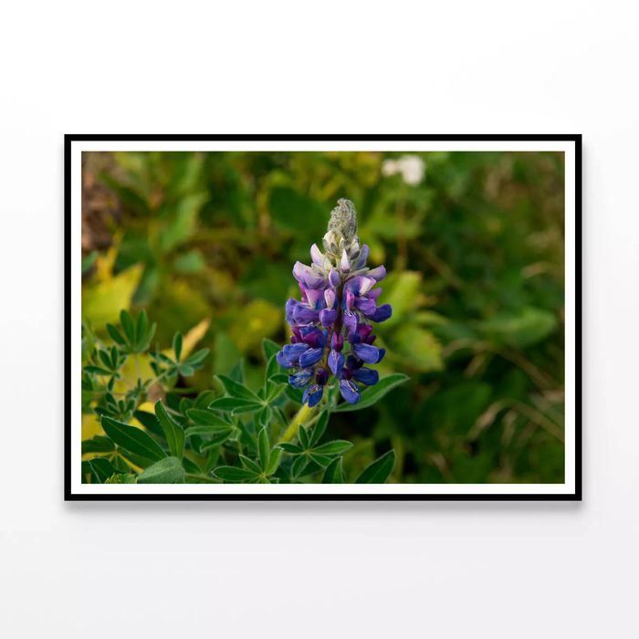 Lupinus Pusillus Close Up  Print 100% Australian Made 90x60cm  (Poster)