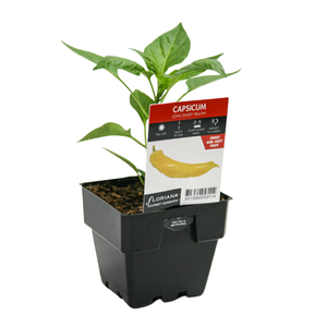 100mm Capsicum Long Sweet Yelow - Capsicum annuum hybrid