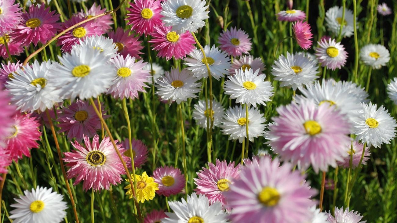 A close-up of white, pink, and yellow daisy flowers in a field.