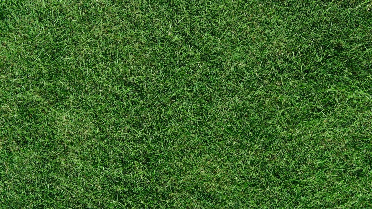 Birds-eye view image of a neat lawnBirds-eye view image of a neat lawn.
