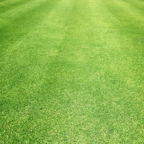 Manicured lawn