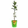 Plant Citrus Lime Bearss 3.5l