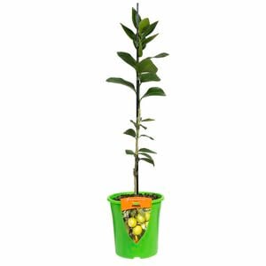 Plant Citrus Lime Bearss 3.5l