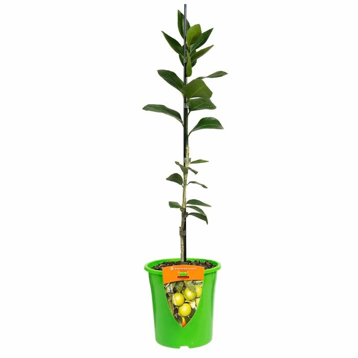 Plant Citrus Lime Bearss 3.5l