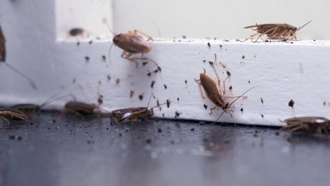 Lots of bugs on a floor
