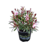 150mm Gaura Steffi Blush
