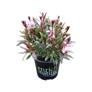 150mm Gaura Steffi Blush